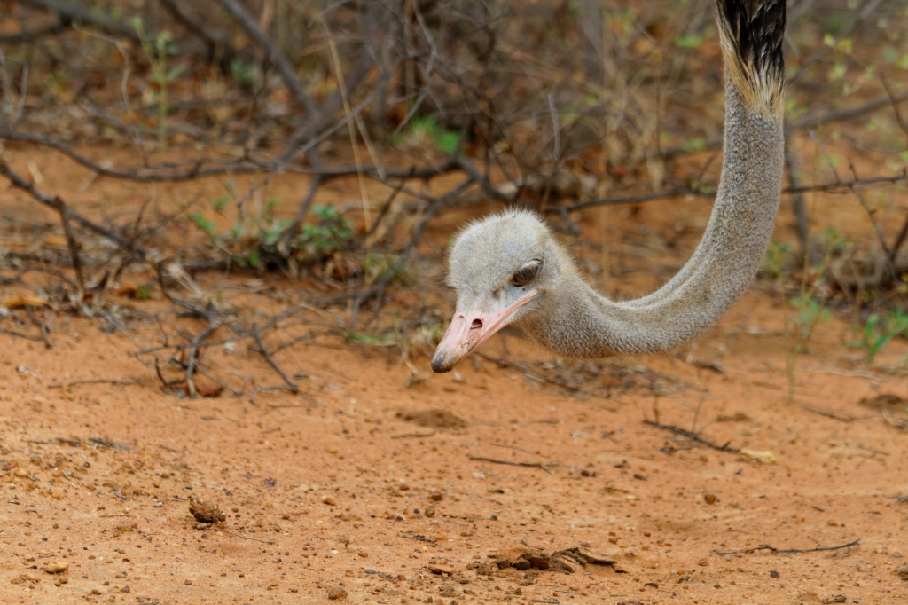 11 - Pilanesberg NP (1).jpg
